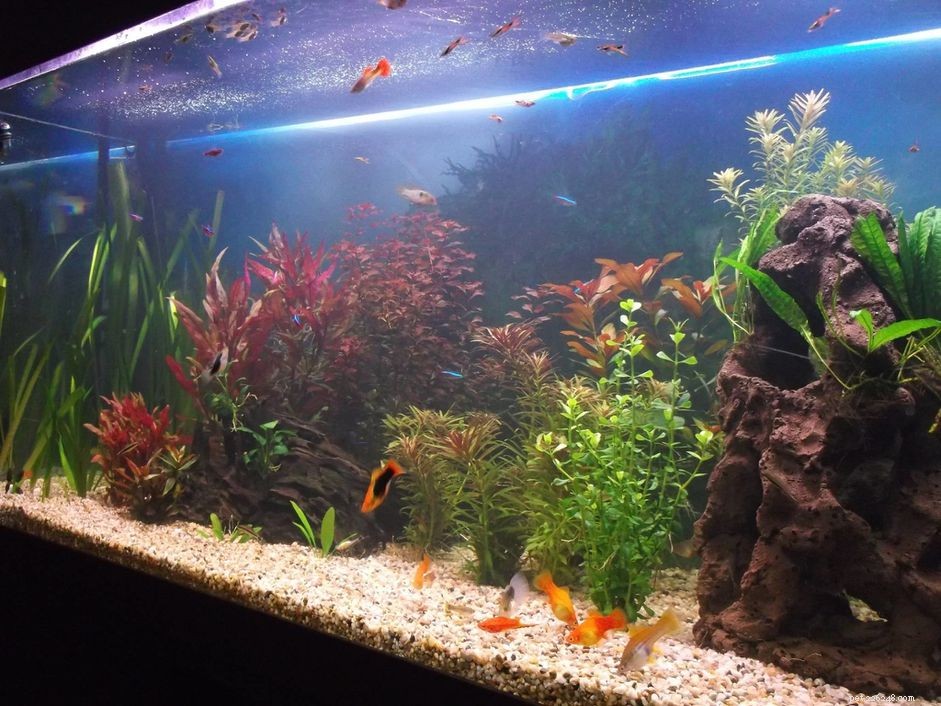Eliminate Bacterial Bloom: A Proven Guide to Clear, Healthy Aquarium Water