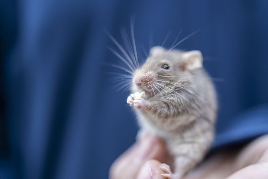 Essential Guide to Caring for Your Pet Mouse