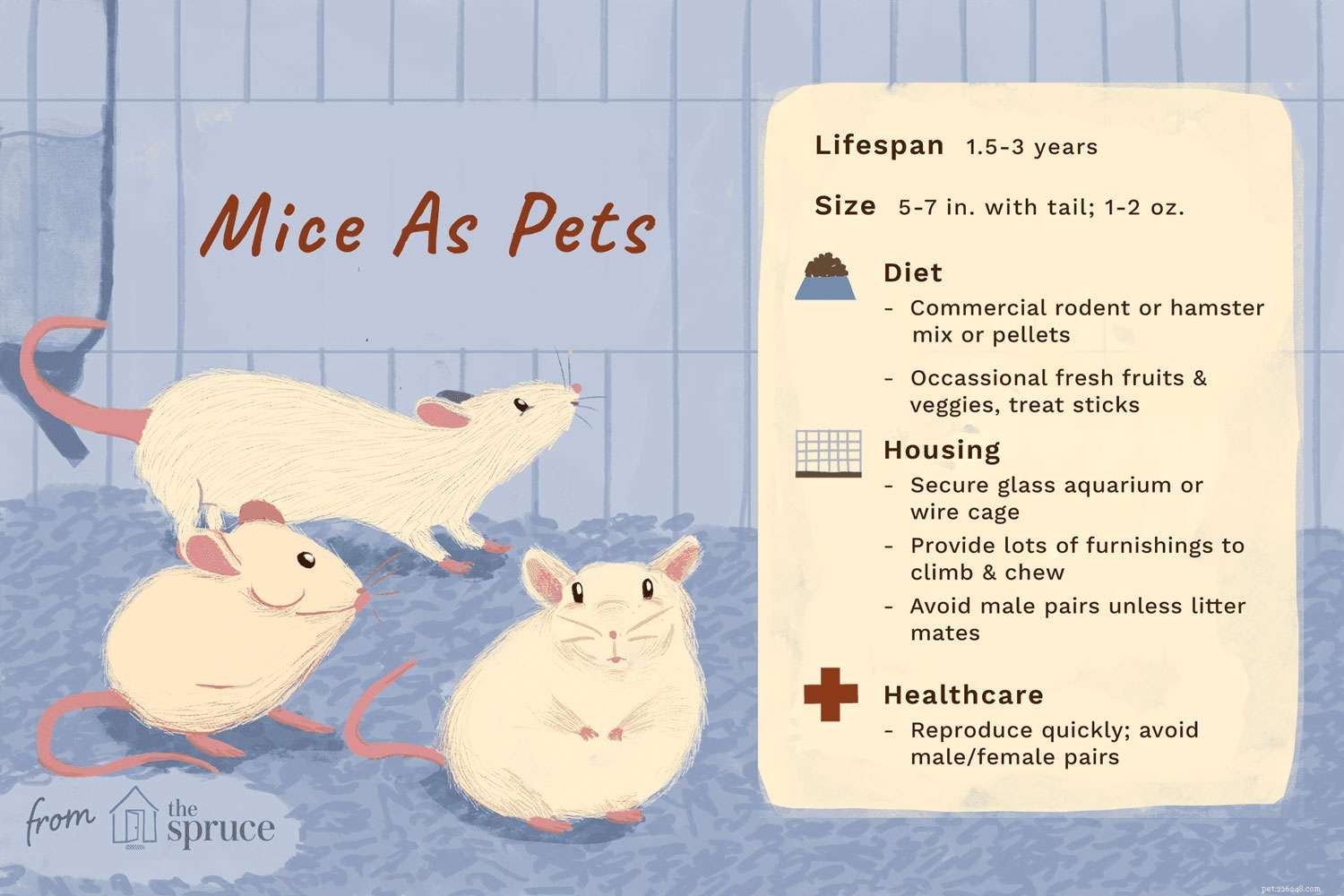 Essential Guide to Caring for Your Pet Mouse