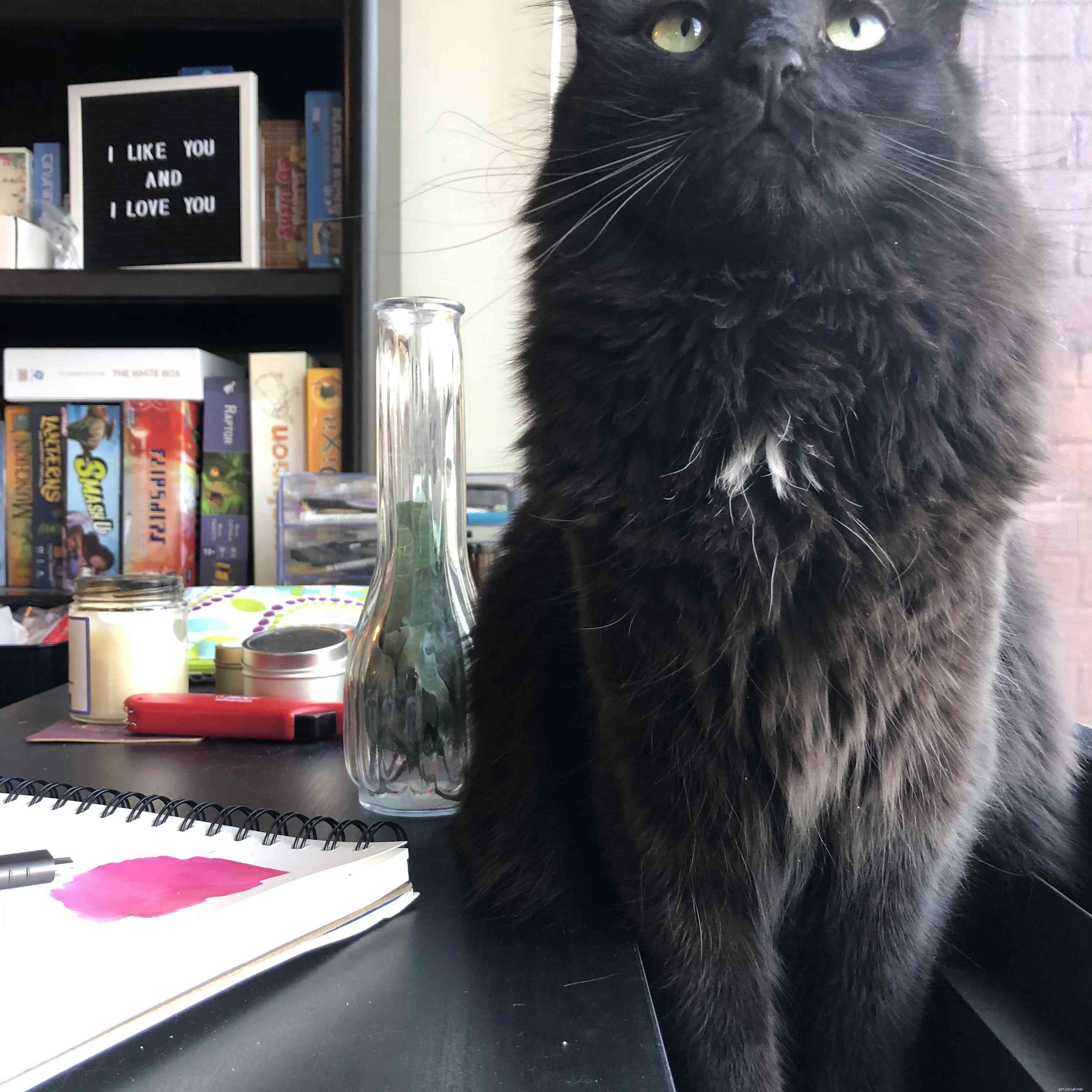 Why Two Cats Are Better Than One: Sasha Holland s Heartwarming Adoption Journey