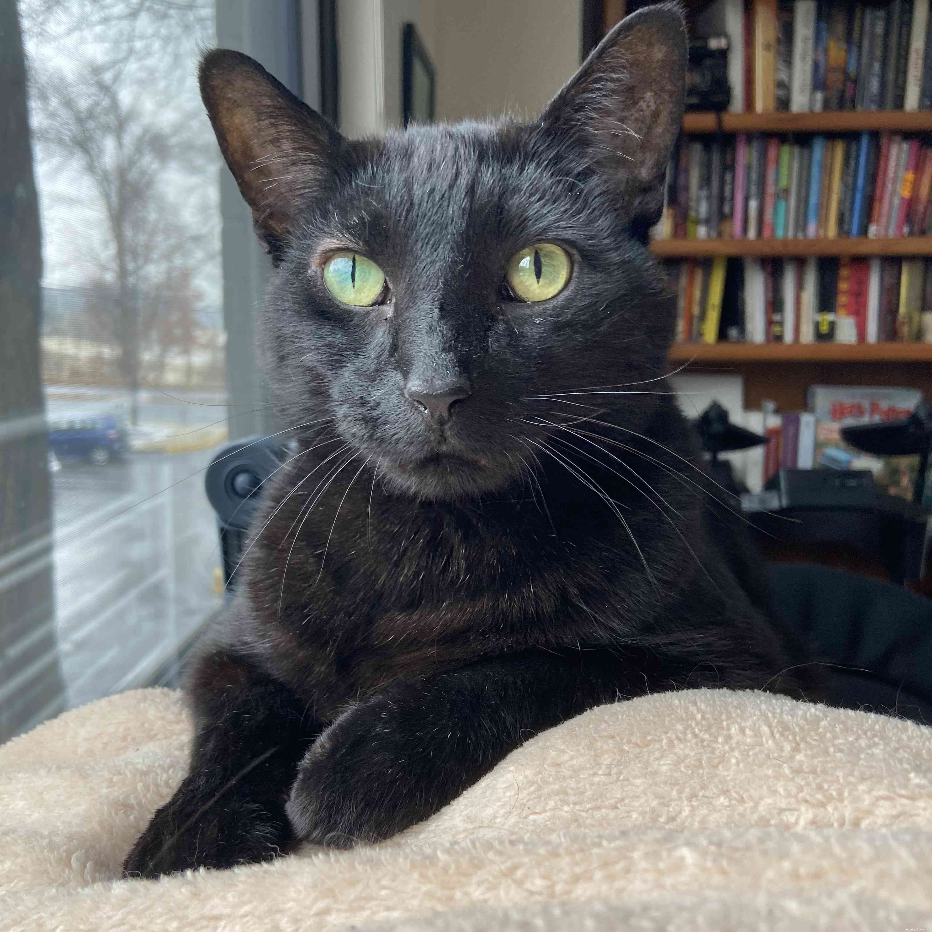 Why Two Cats Are Better Than One: Sasha Holland s Heartwarming Adoption Journey