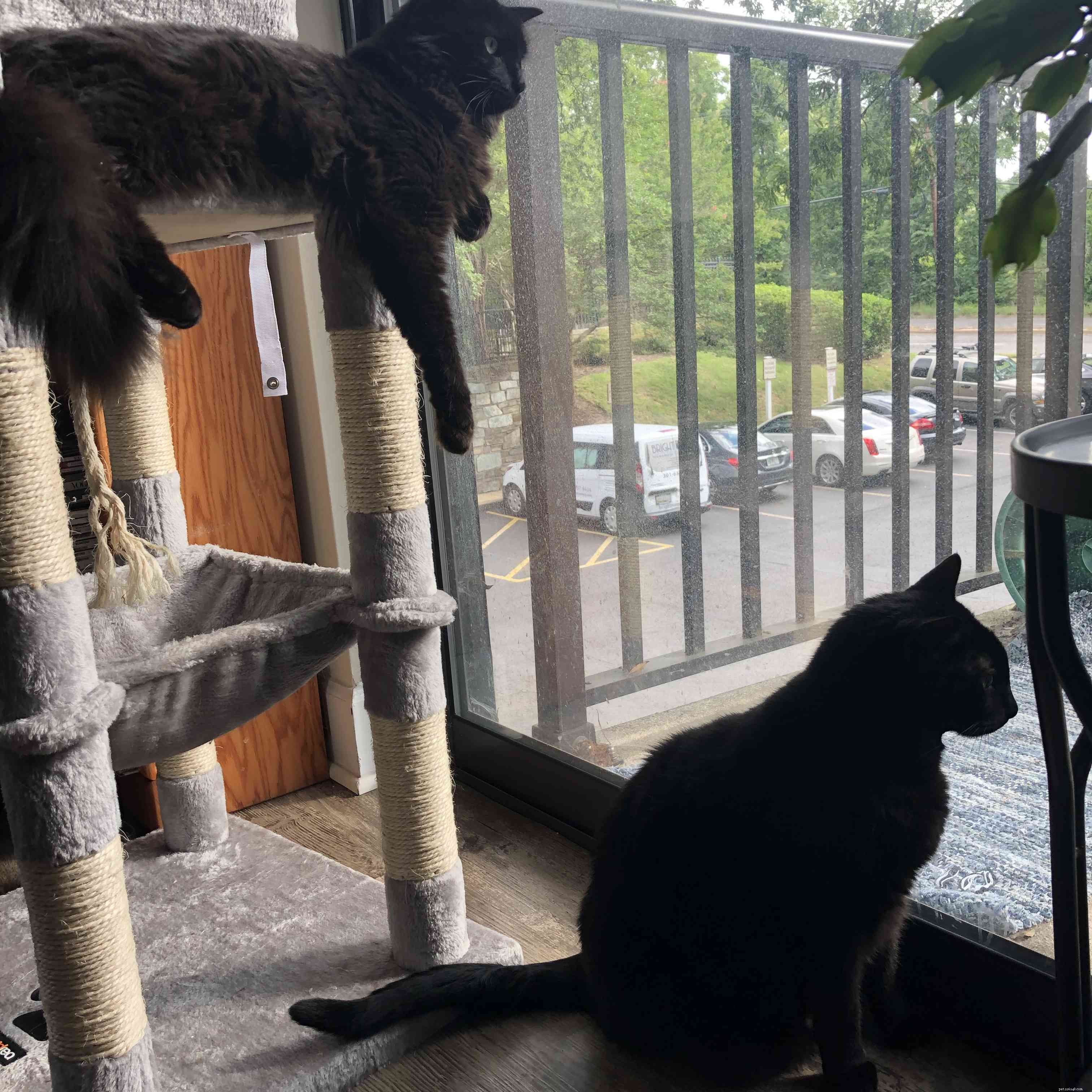 Why Two Cats Are Better Than One: Sasha Holland s Heartwarming Adoption Journey