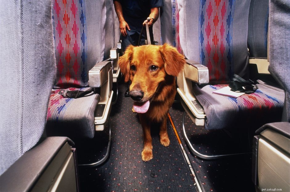 Guide to Traveling with Your Emotional Support Animal This Holiday Season