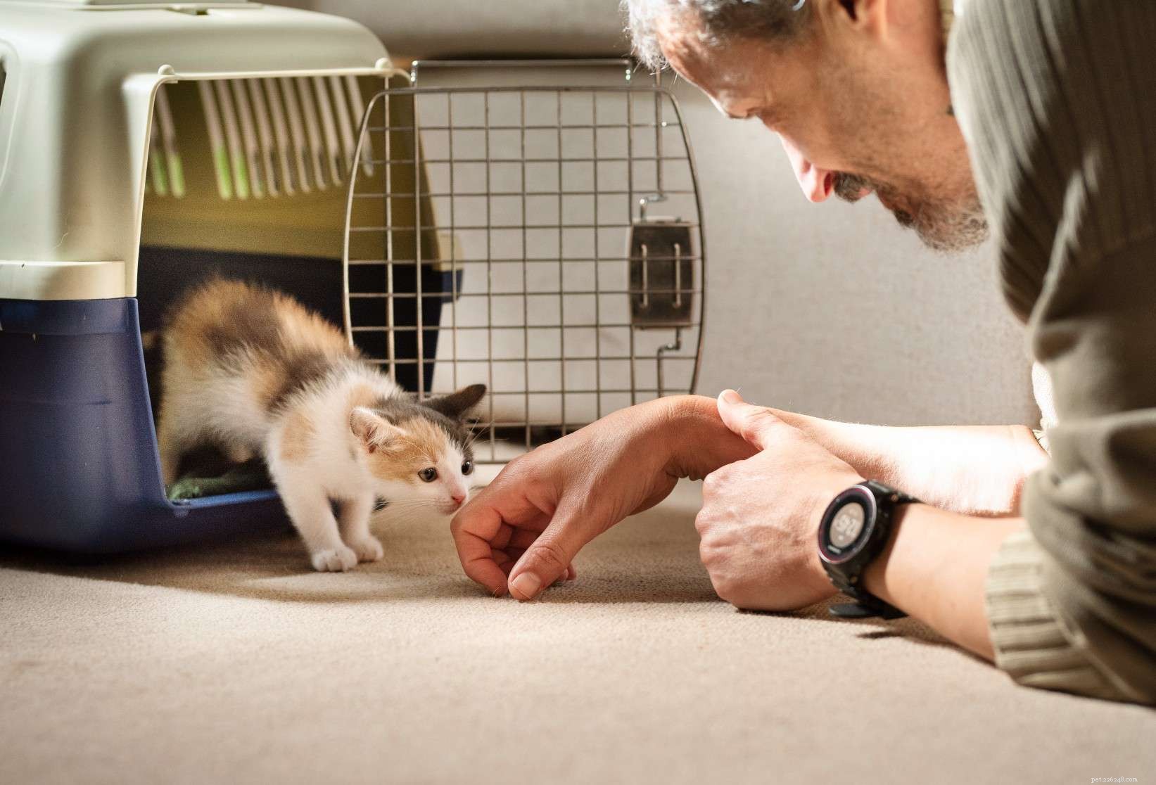5 Impactful Ways to Volunteer at Local Animal Shelters This Holiday Season