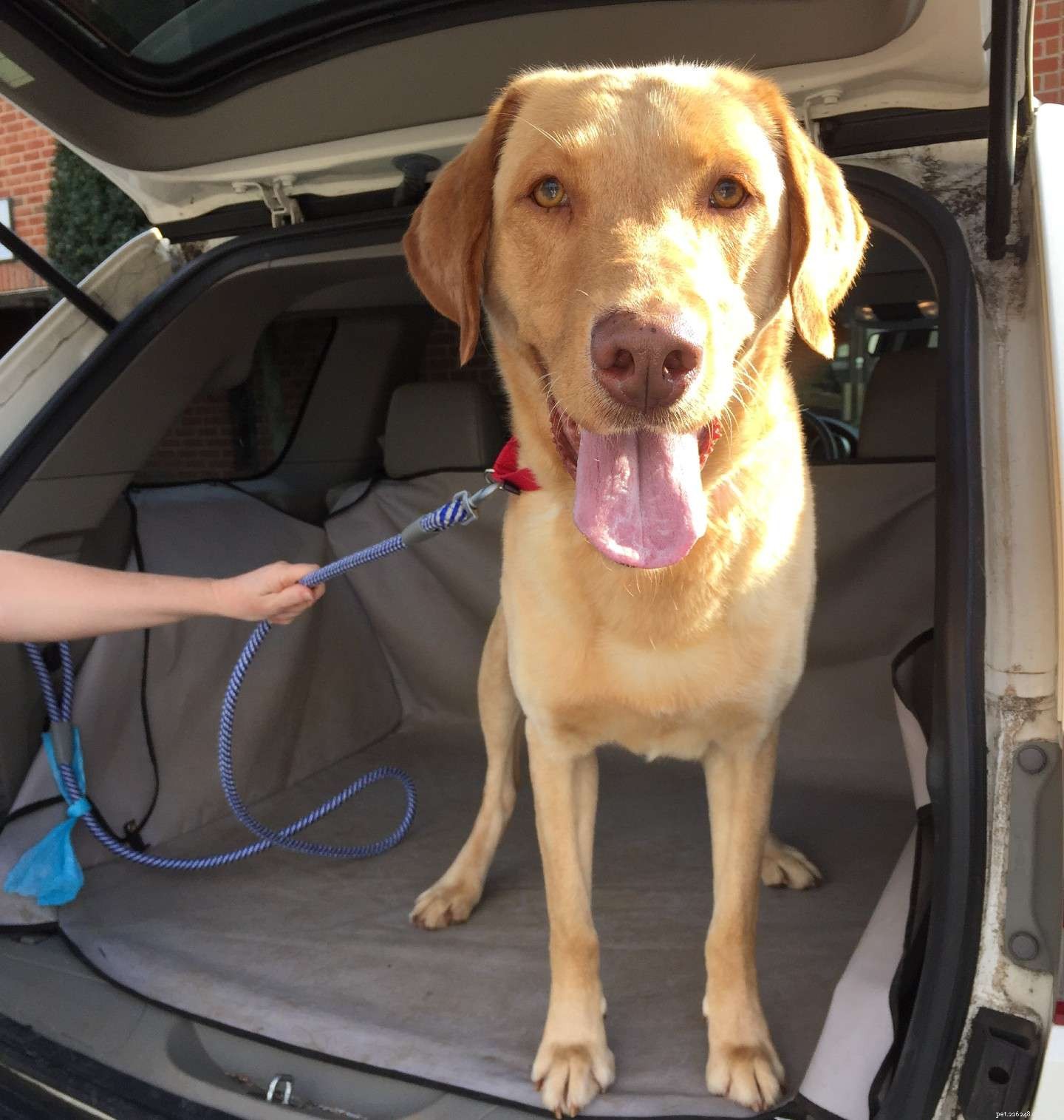 5 Impactful Ways to Volunteer at Local Animal Shelters This Holiday Season