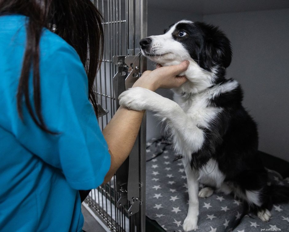 5 Impactful Ways to Volunteer at Local Animal Shelters This Holiday Season