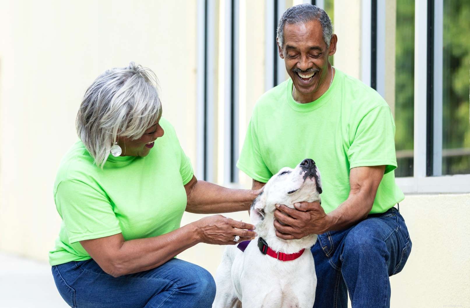 5 Impactful Ways to Volunteer at Local Animal Shelters This Holiday Season