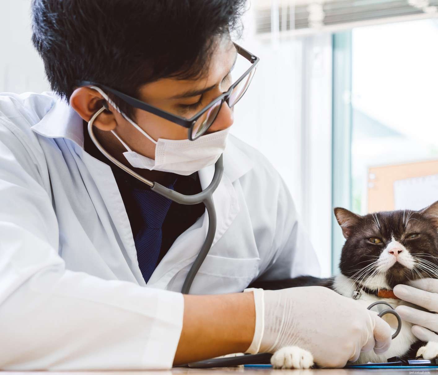 5 Impactful Ways to Volunteer at Local Animal Shelters This Holiday Season