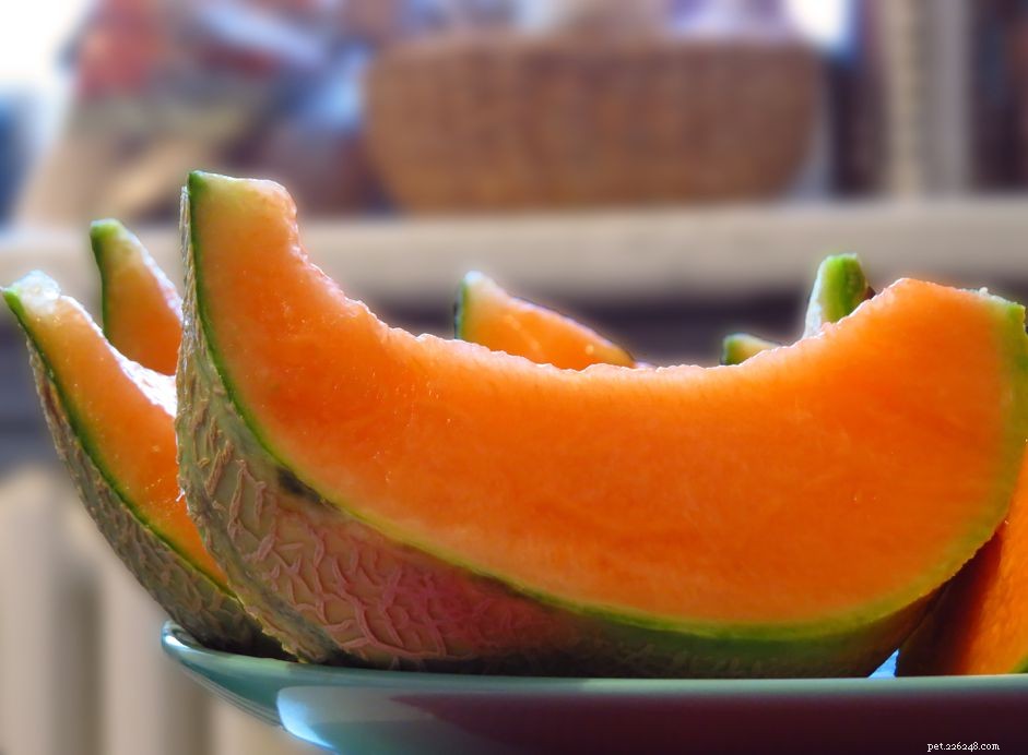 Is Cantaloupe Safe for Your Cat? Quick Guide to Benefits & Precautions