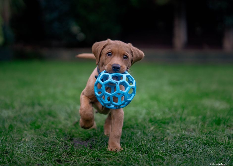 Understanding Neosporosis in Dogs: Symptoms, Prevention, and Treatment