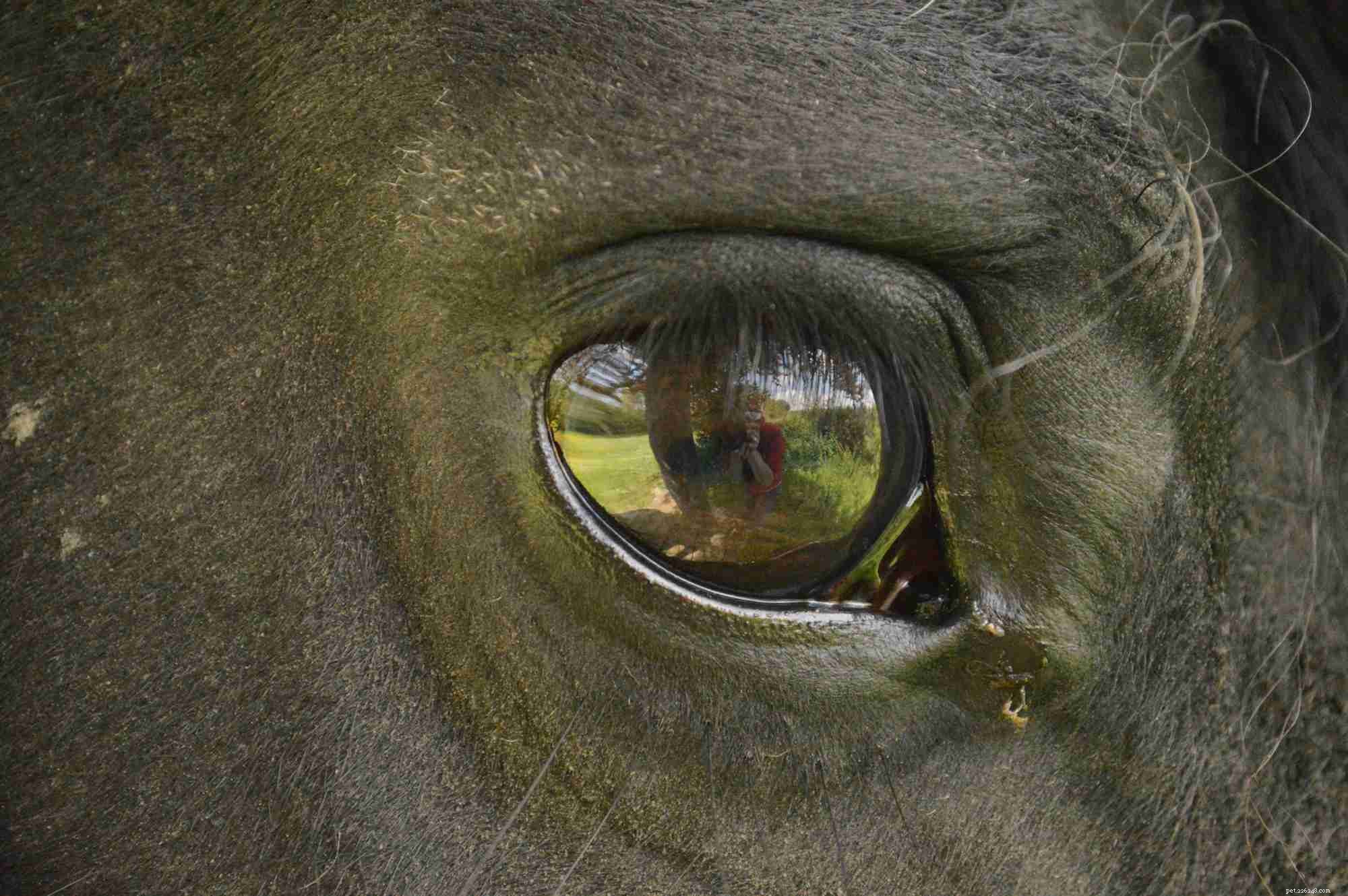 Comprehensive Guide to Horse Eye Infections & Injuries: Prevention, Diagnosis & Home Care