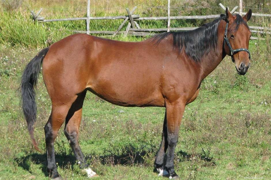 Hidden Threats: Managing Internal Parasites in Horses