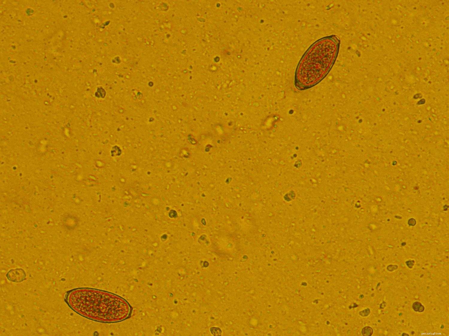 Hidden Threats: Managing Internal Parasites in Horses