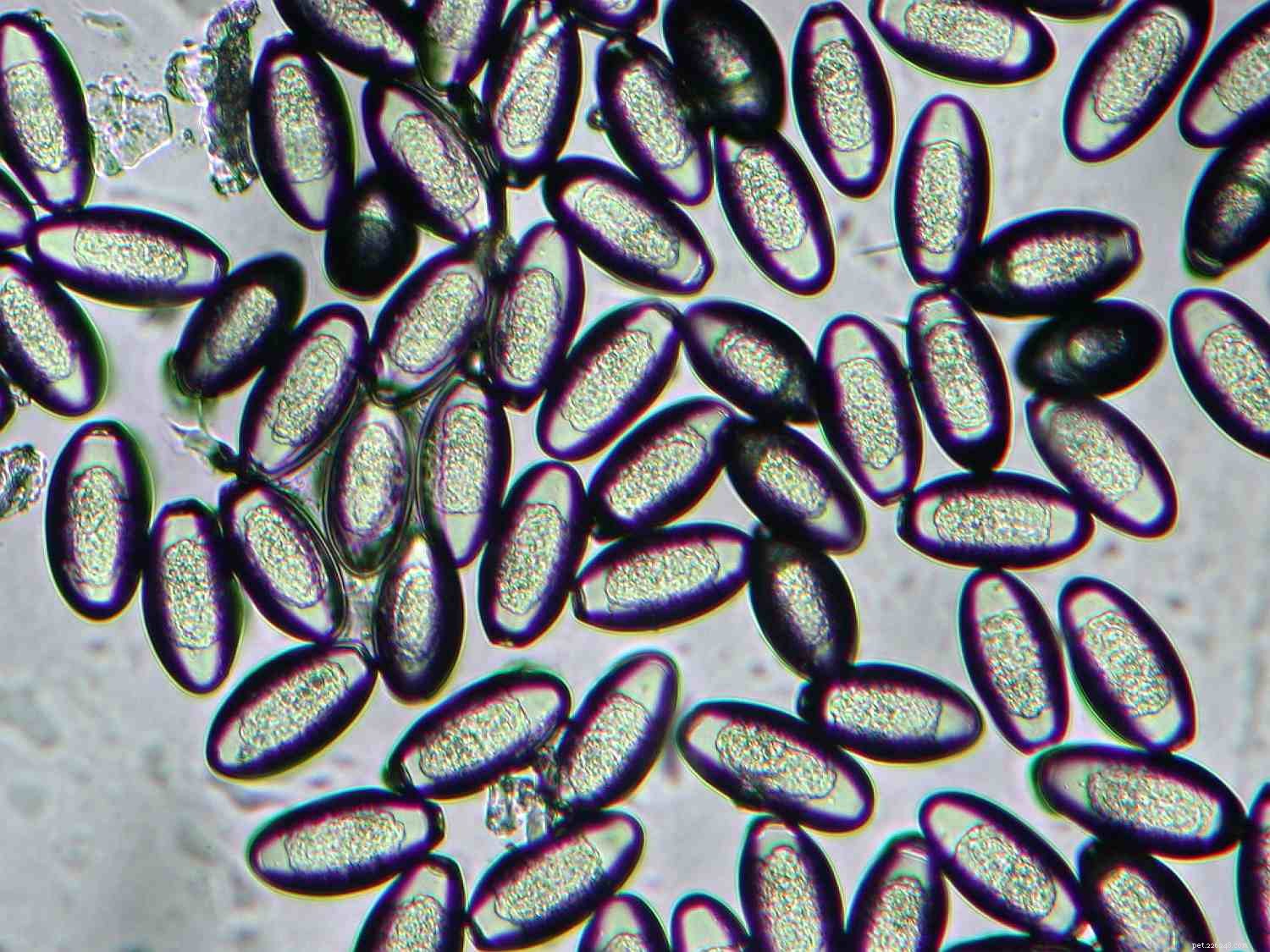Hidden Threats: Managing Internal Parasites in Horses