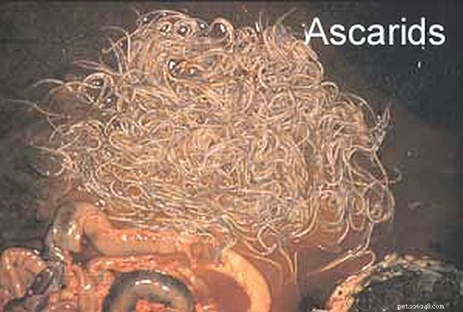 Hidden Threats: Managing Internal Parasites in Horses