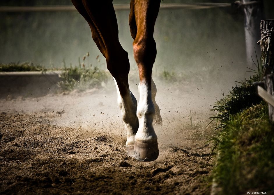 Understanding Swollen Horse Legs: Causes, Symptoms, and Prevention