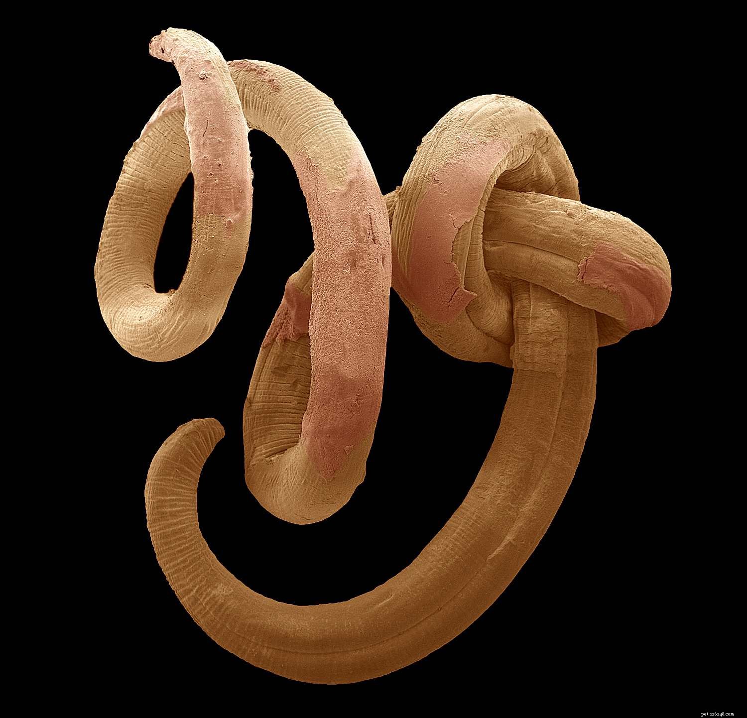 Hidden Threats: Managing Internal Parasites in Horses