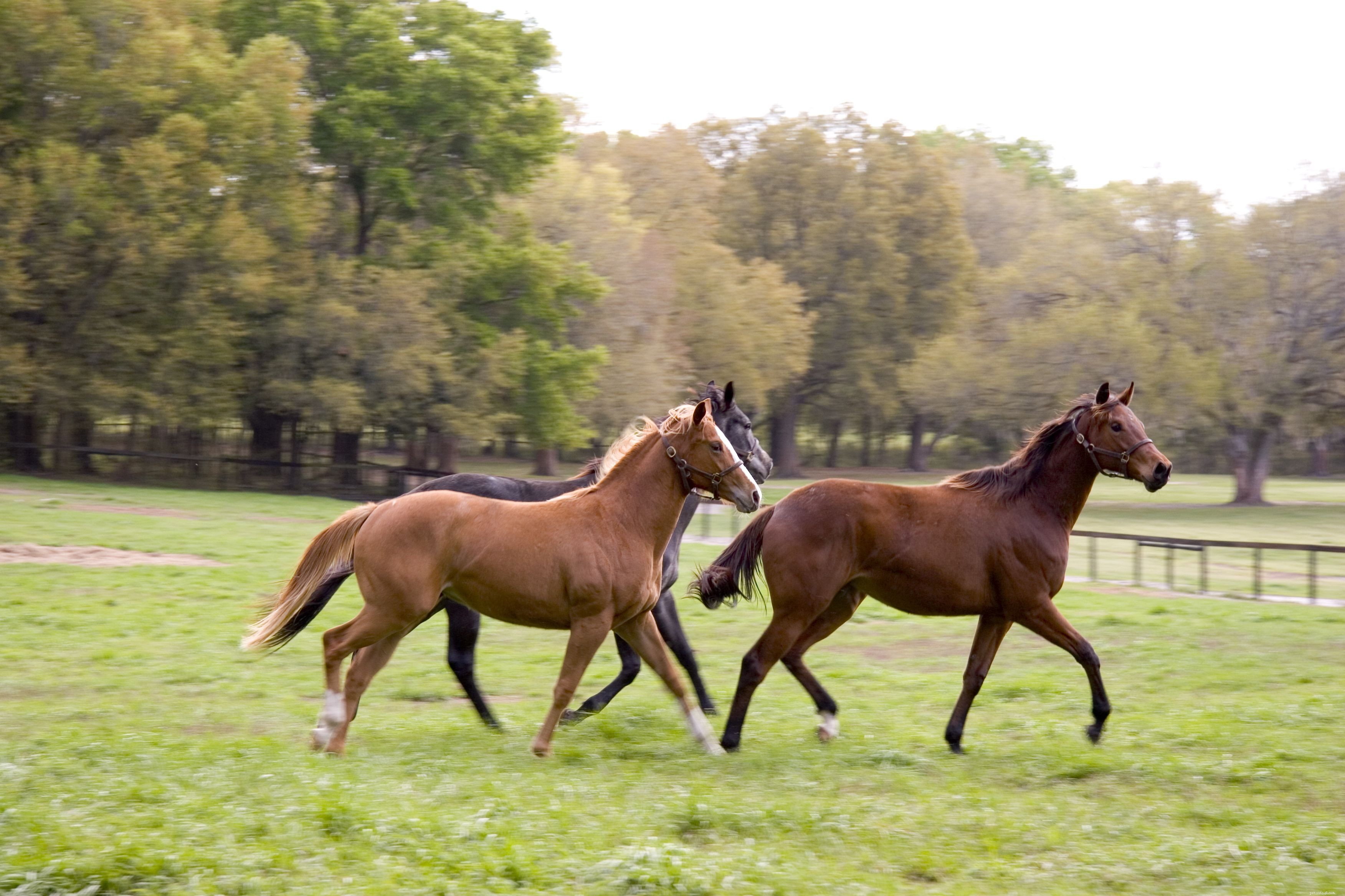 Understanding Swollen Horse Legs: Causes, Symptoms, and Prevention