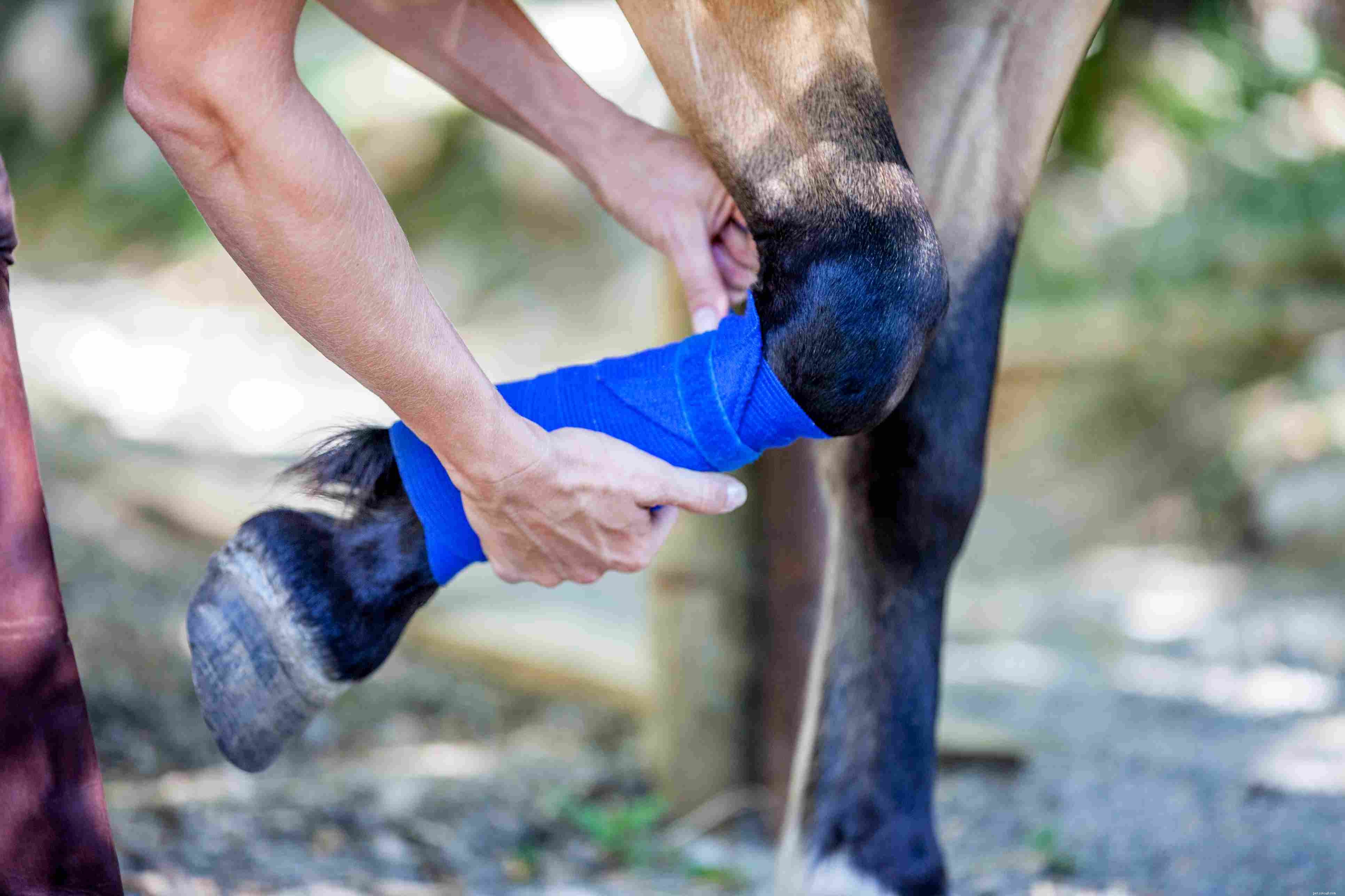 Understanding Swollen Horse Legs: Causes, Symptoms, and Prevention