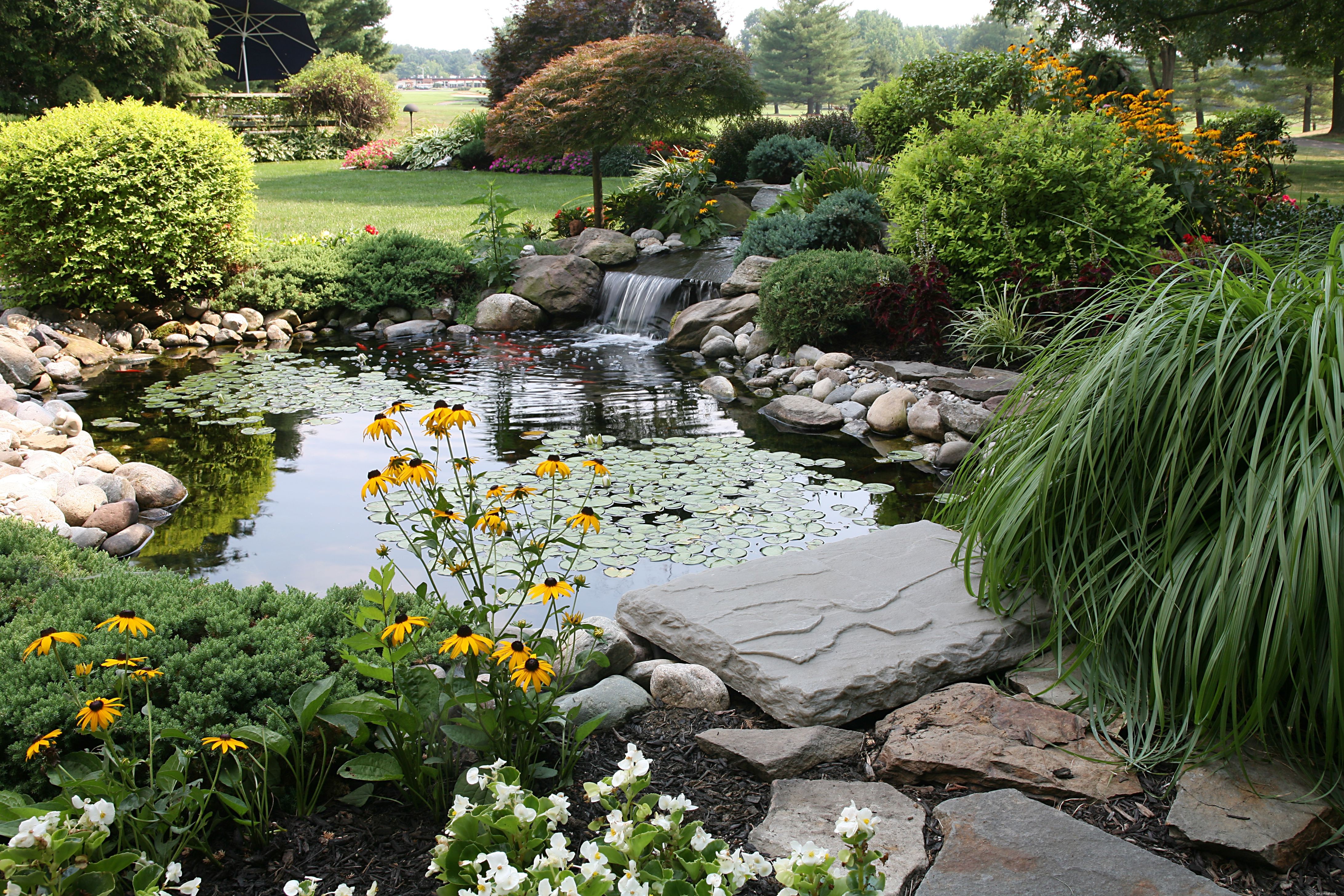 Build a Frog‑Friendly Pond: A Trusted Guide to Attracting Frogs and Controlling Insects