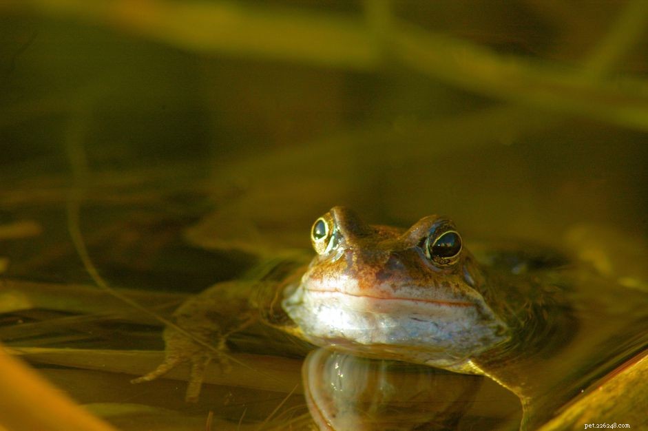 Build a Frog‑Friendly Pond: A Trusted Guide to Attracting Frogs and Controlling Insects