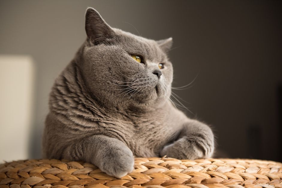 Understanding the True Costs of Responsible Cat Ownership