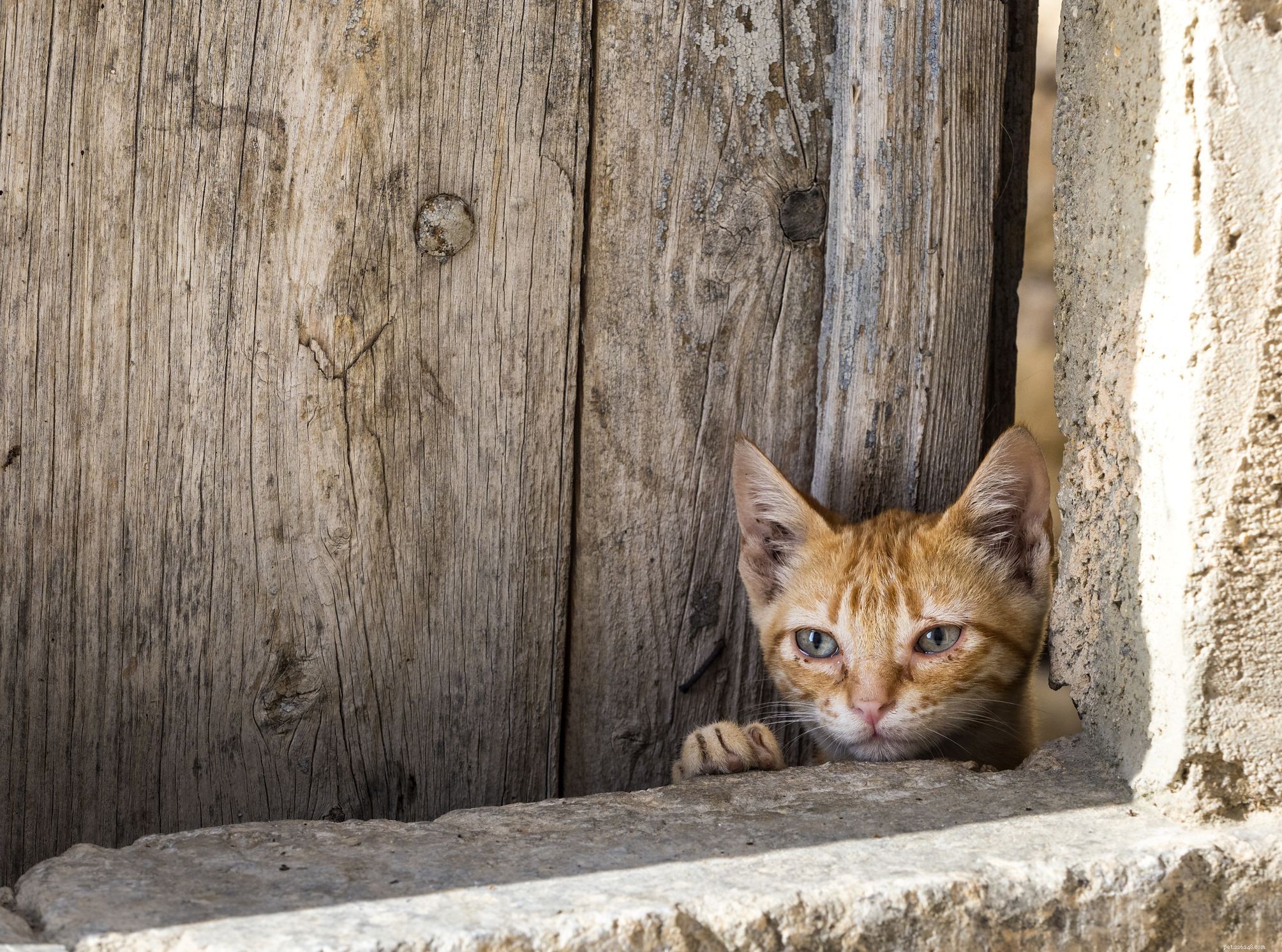 Understanding the True Costs of Responsible Cat Ownership