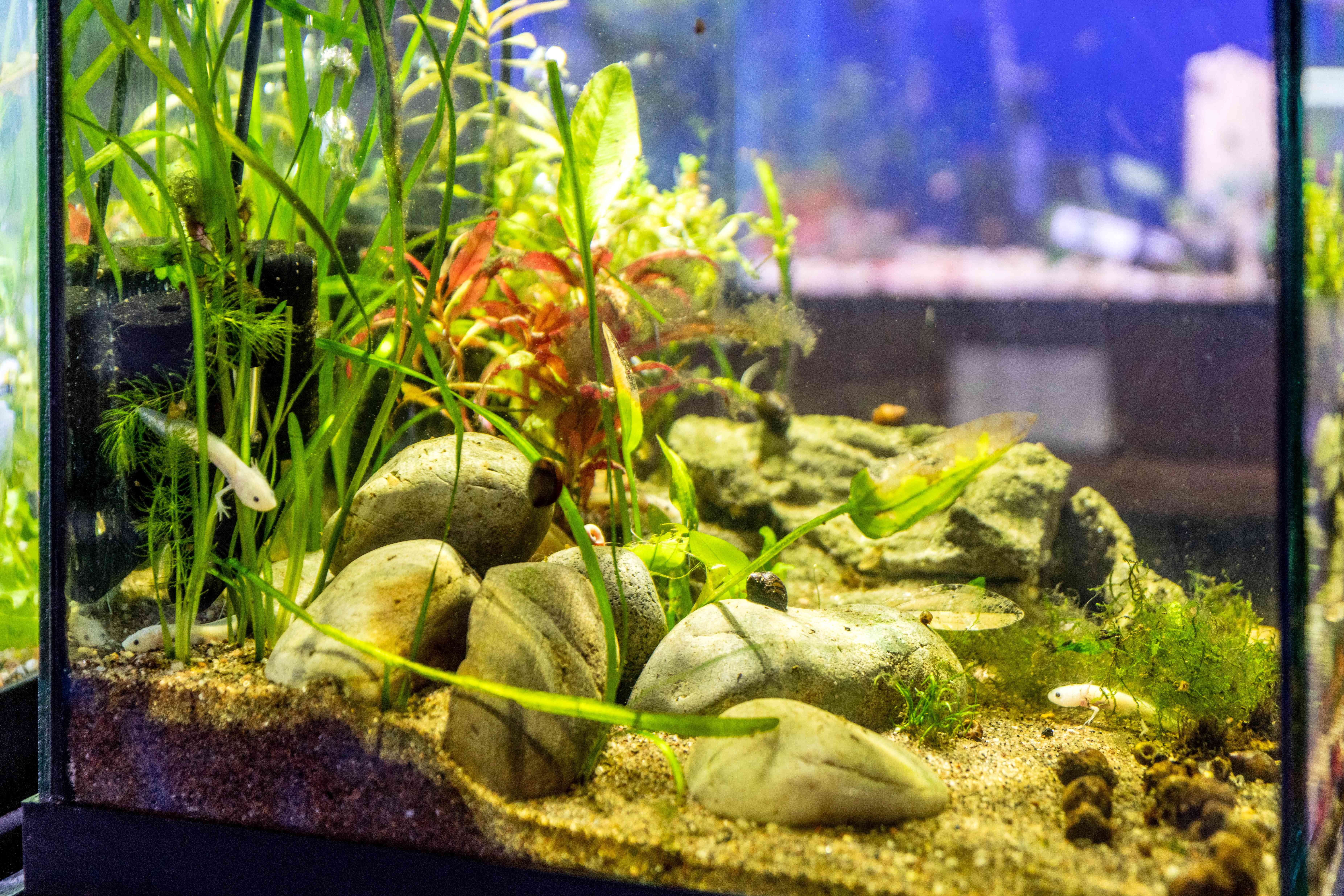Axolotl (Mexican Walking Fish) – Comprehensive Species Guide
