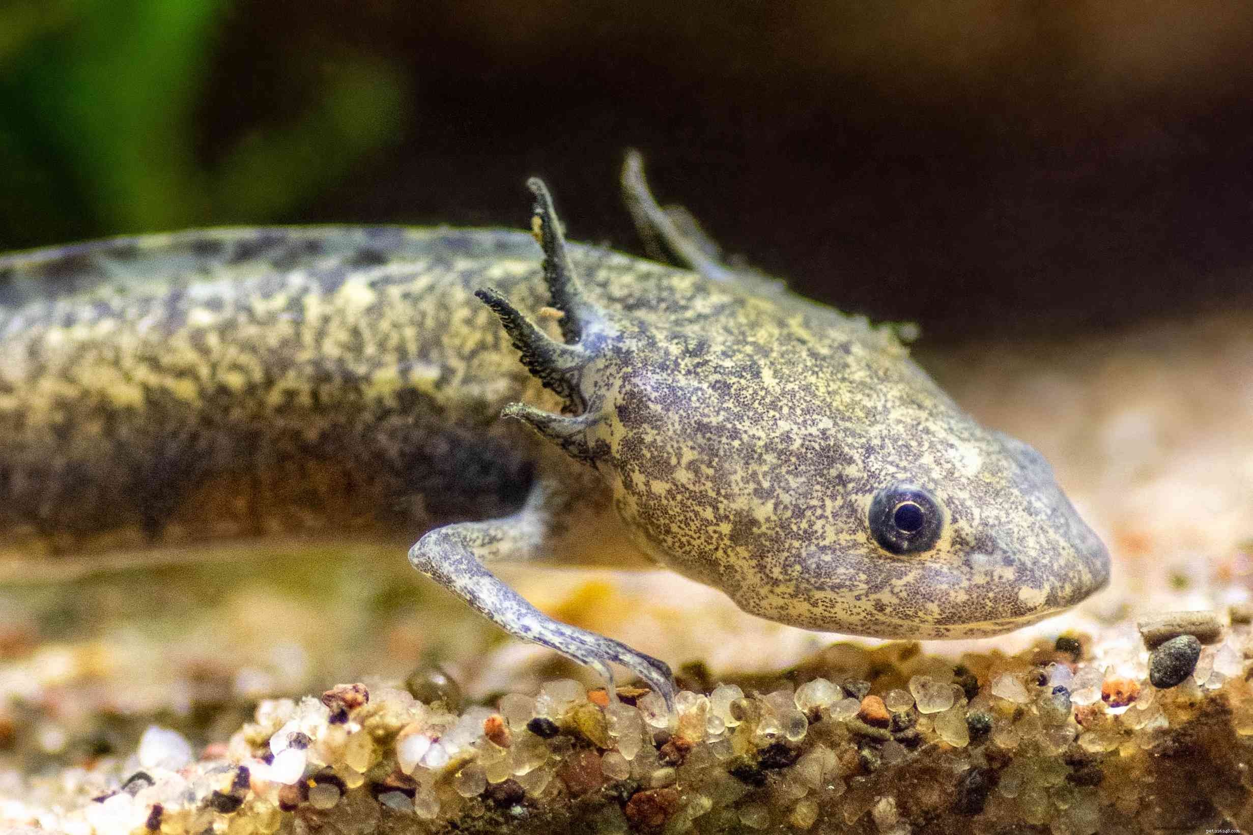 Axolotl (Mexican Walking Fish) – Comprehensive Species Guide