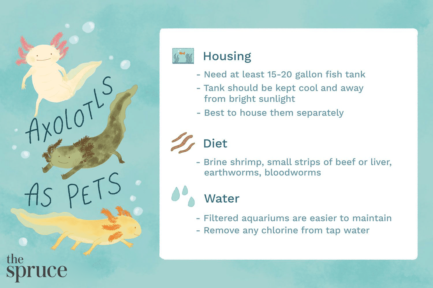 Axolotl (Mexican Walking Fish) – Comprehensive Species Guide