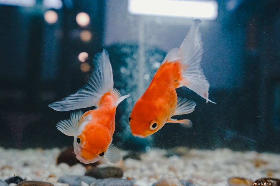 Choosing the Right Goldfish Tank Size: A Guide for Healthy, Happy Fish