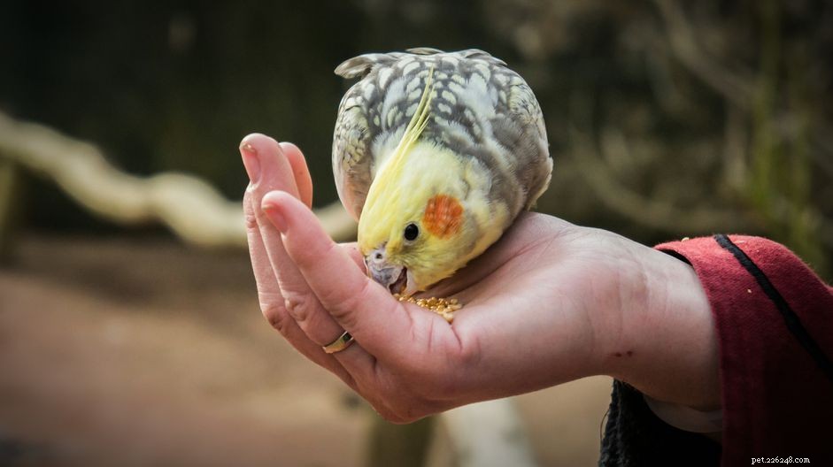 Effective Strategies to Help Your Bird Gain Healthy Weight