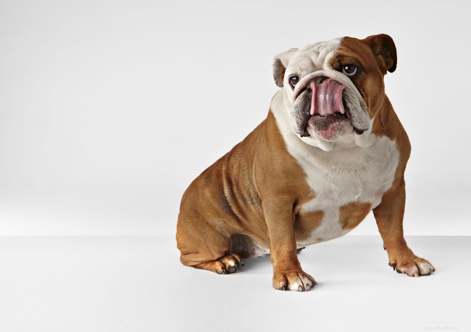 Why Dogs Excessively Lick Their Rears: 3 Key Reasons and How to Address Them
