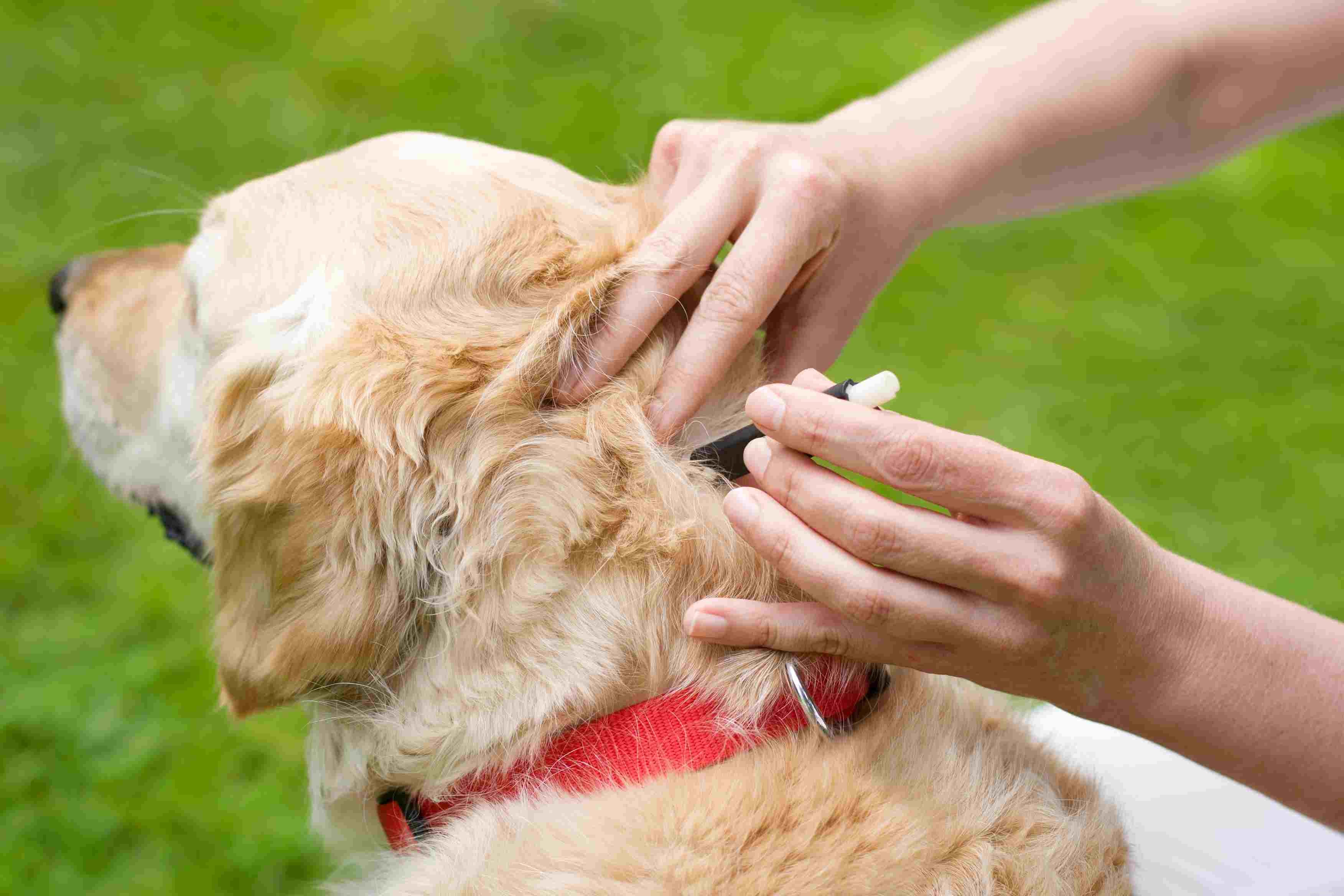 Effective Treatment Strategies for Lyme Disease in Dogs