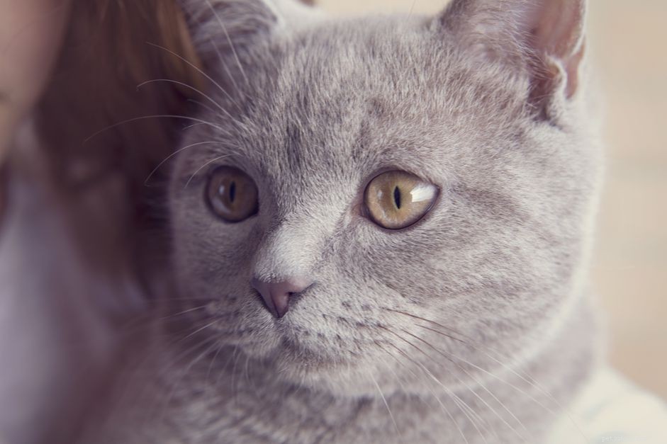 Understanding and Managing Bronchitis in Cats: Symptoms, Diagnosis, and Treatment