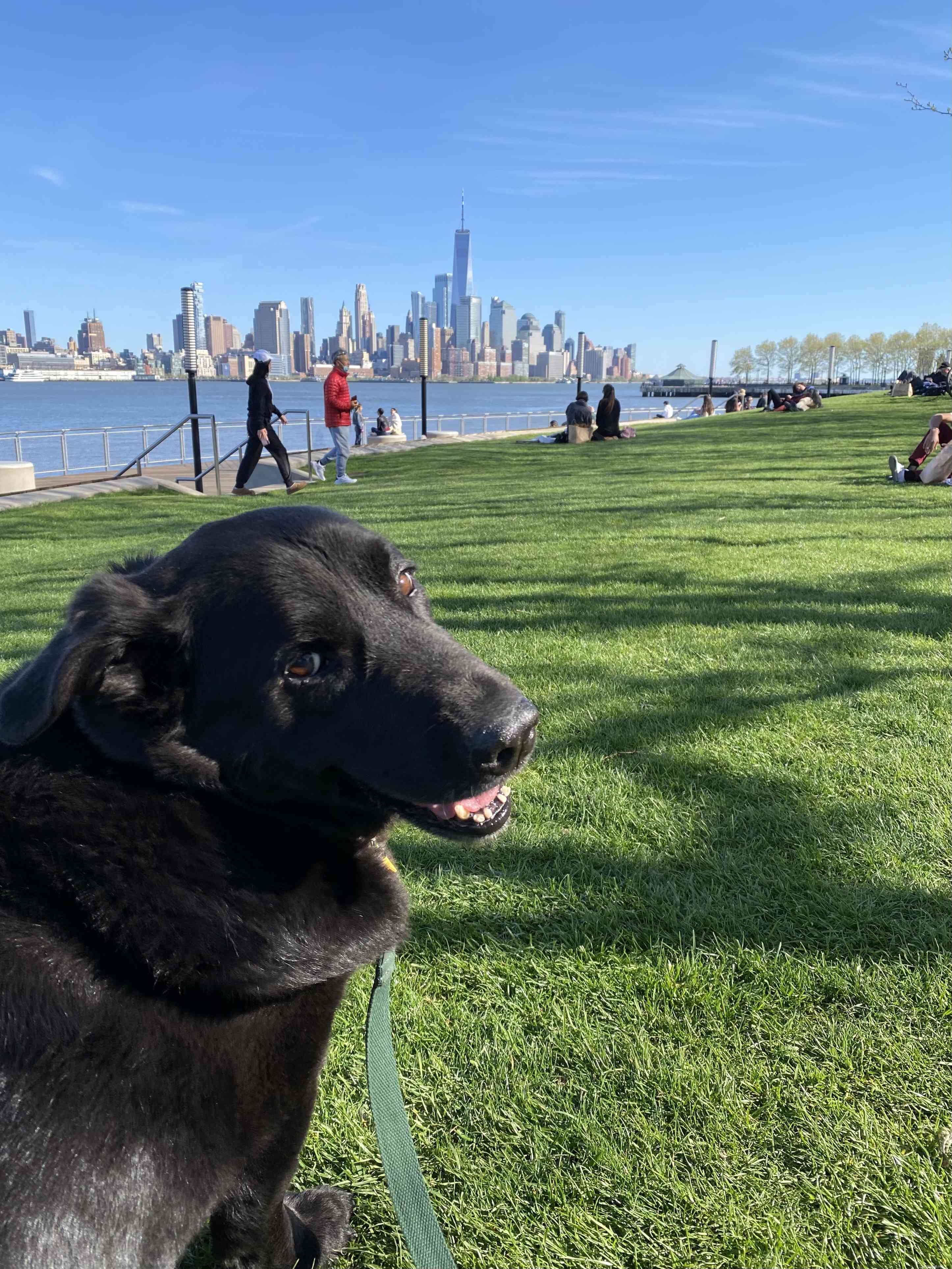 Adopting a Senior Pet: Key Insights & How to Provide a Loving Home
