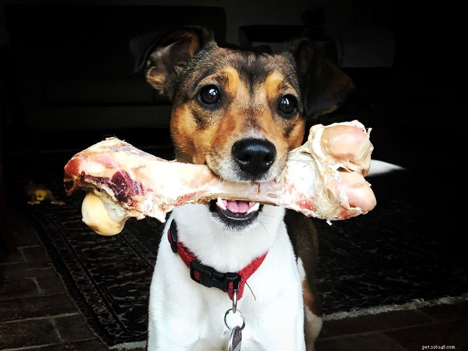 Protect Your Dog This Holiday Season: Why Cooked Bones Are Dangerous