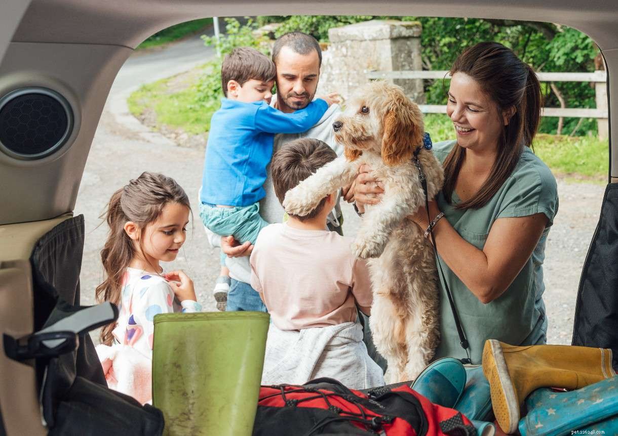 Upgrade Your Dog s Road Trip: Premium Tips for a First-Class Experience