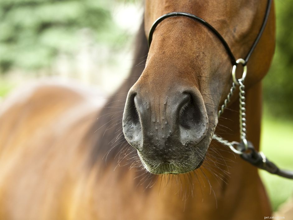 Understanding Equine Papillomas: Causes, Symptoms, and Care