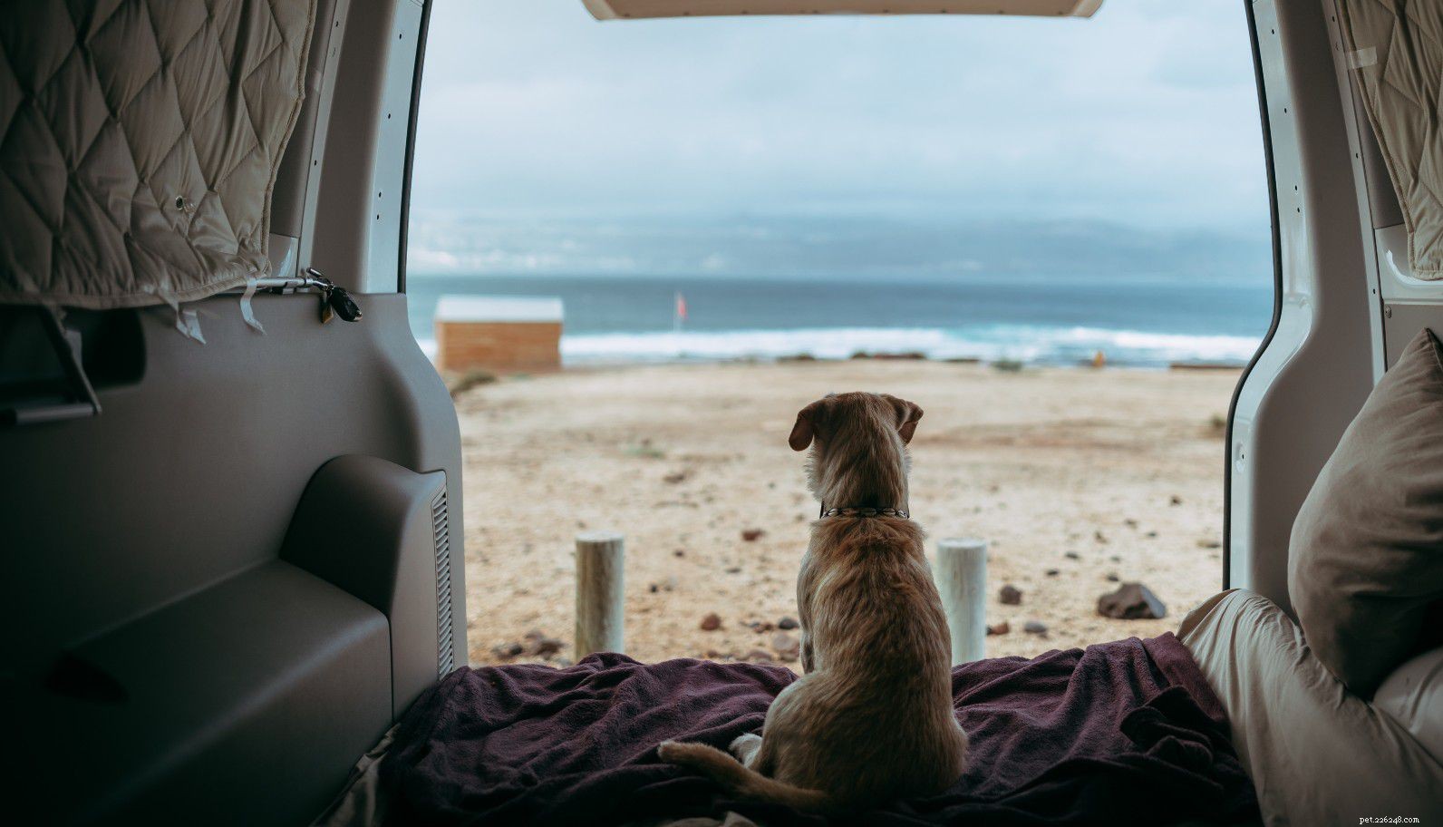 Upgrade Your Dog s Road Trip: Premium Tips for a First-Class Experience