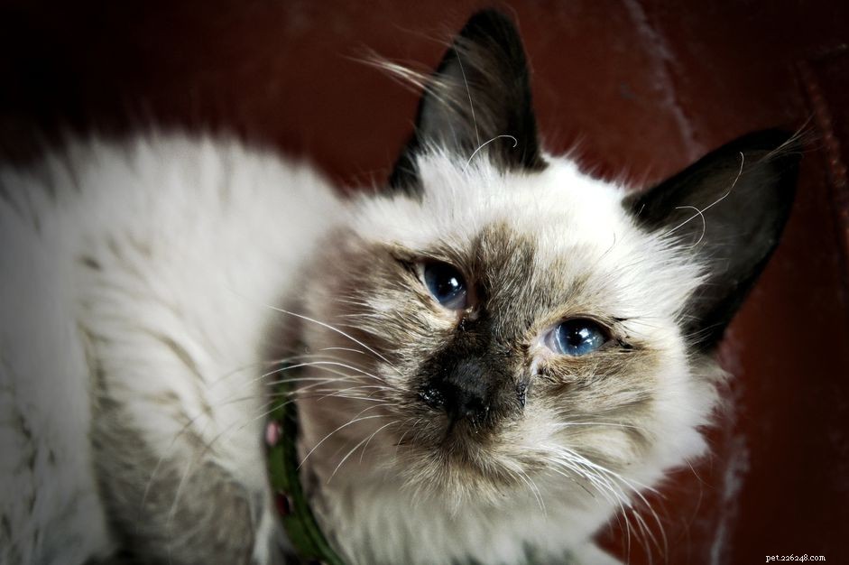 Diagnosing & Treating Upper Respiratory Infections in Cats: A Comprehensive Guide