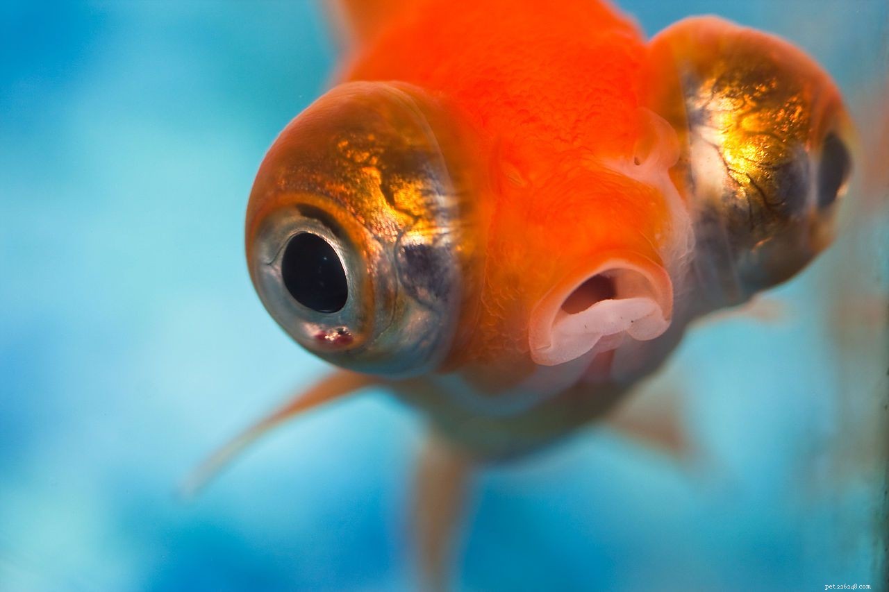 8 Adorable Aquatic Creatures to Make Your Aquarium Irresistibly Cute