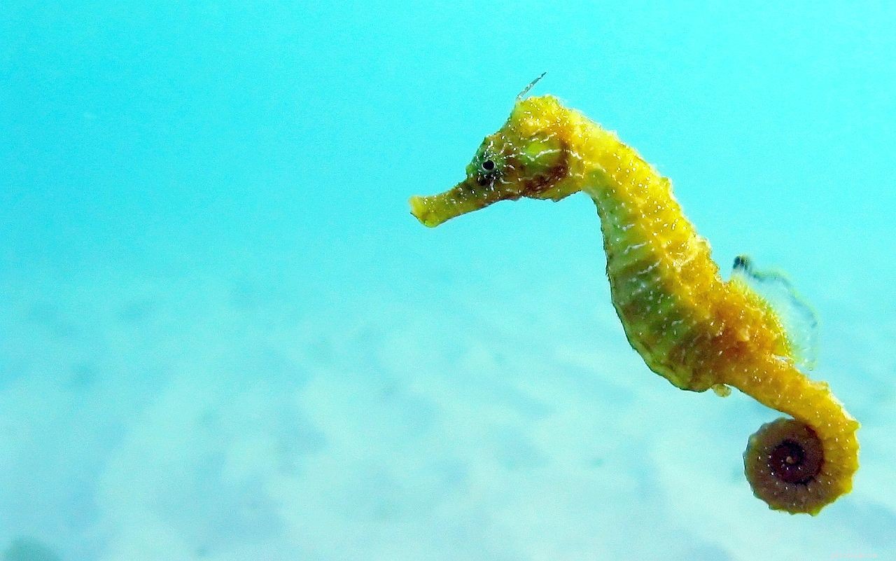 8 Adorable Aquatic Creatures to Make Your Aquarium Irresistibly Cute