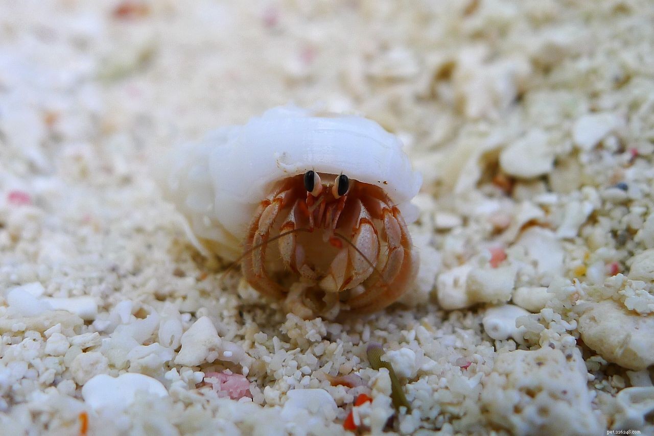8 Adorable Aquatic Creatures to Make Your Aquarium Irresistibly Cute