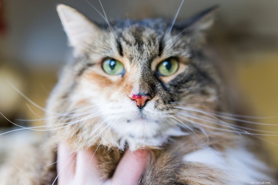 What Causes Cat Nosebleeds? Signs, Treatments & Prevention