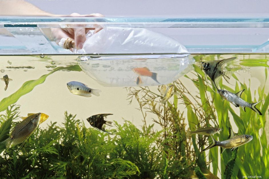 Cycling Your New Saltwater Aquarium: Essential Steps Before Adding Fish