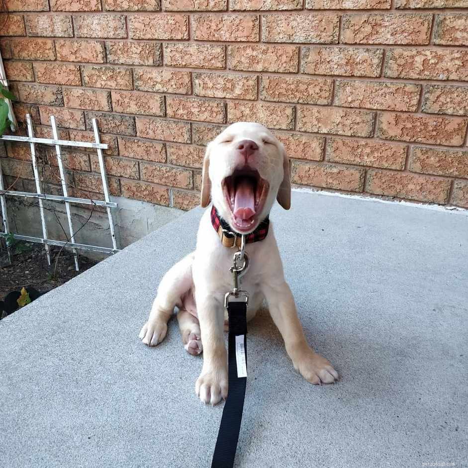 17 Stunning Labrador Retriever Photos to Brighten Your Day