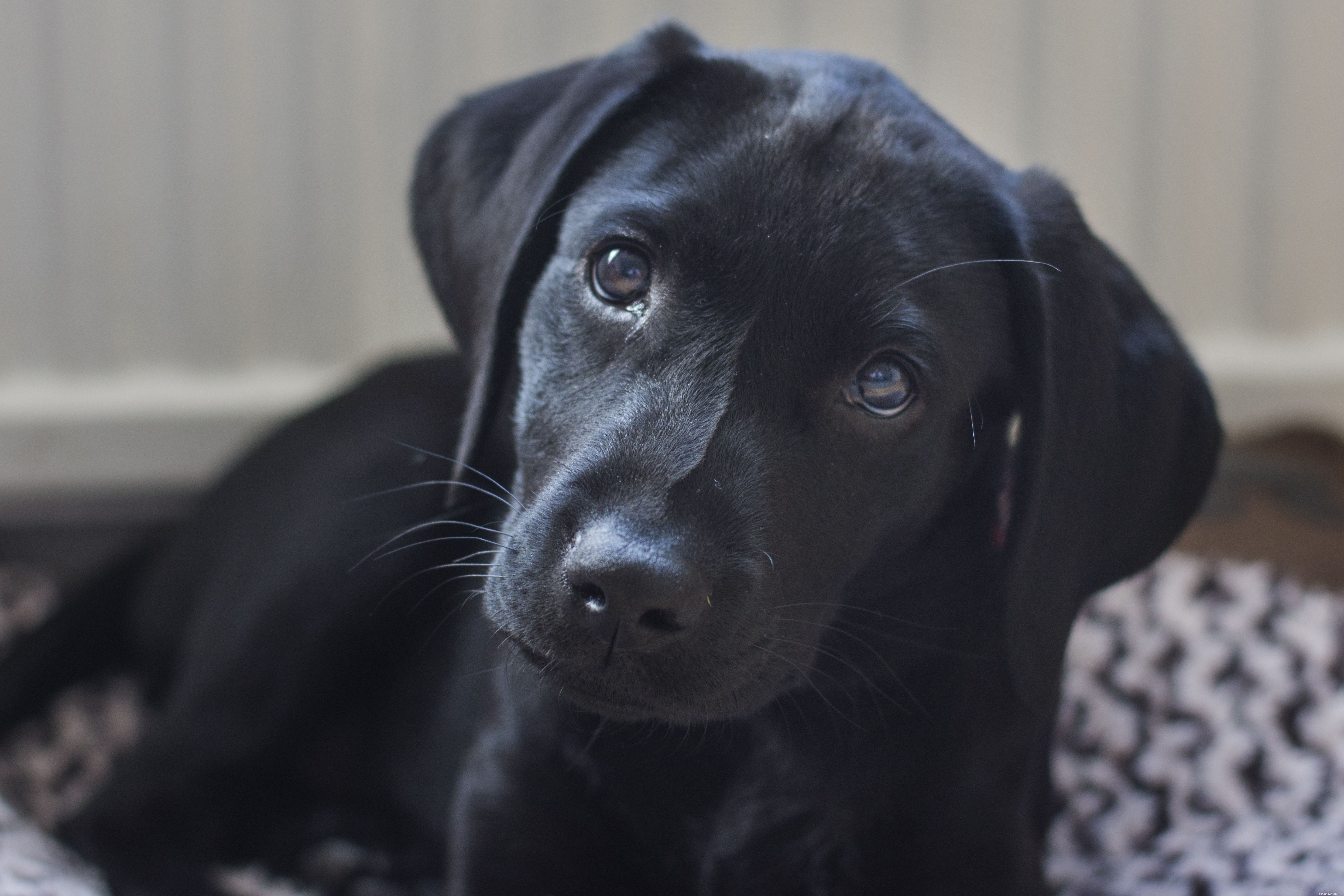 17 Stunning Labrador Retriever Photos to Brighten Your Day