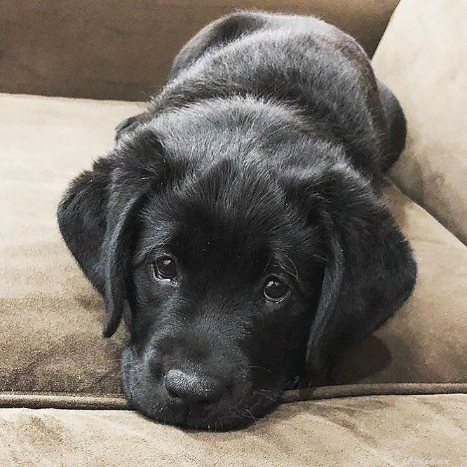 17 Stunning Labrador Retriever Photos to Brighten Your Day