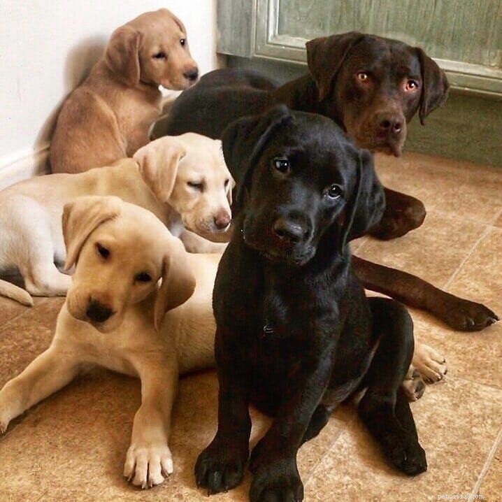 17 Stunning Labrador Retriever Photos to Brighten Your Day